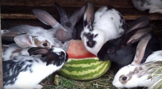 Правильное кормление кроликов — залог их здоровья!