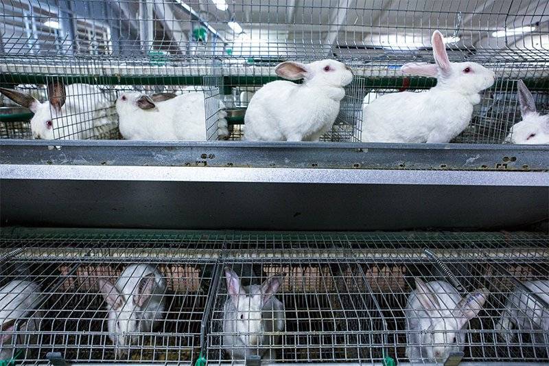 Бизнес-план мини-фермы по разведению кроликов
