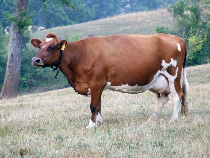 Корова красногорбатовской породы: описание, уход и кормление