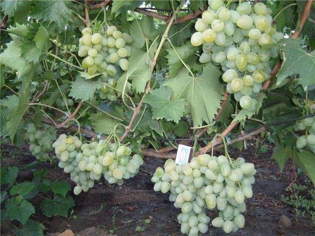 Виноград с громким названием монарх. внешние признаки и культивирование