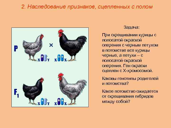 Как отличить старую курицу от молодой и определить её возраст