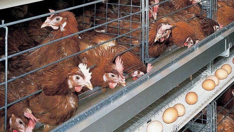 Как быстро и недорого построить птичник своими руками для содержания кур