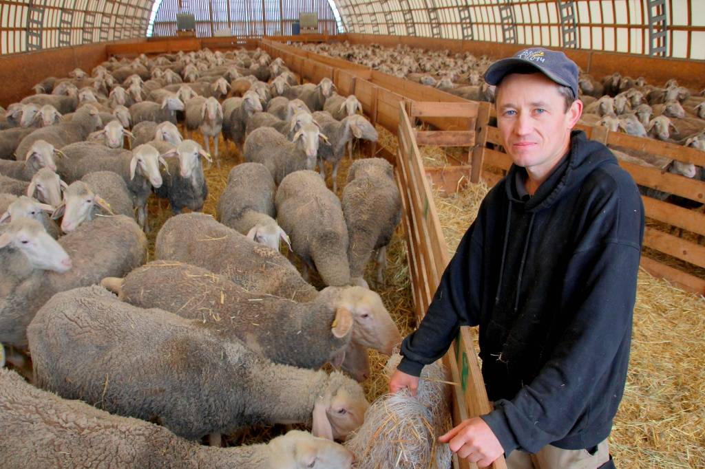 Разведение овец как бизнес | cельхозпортал