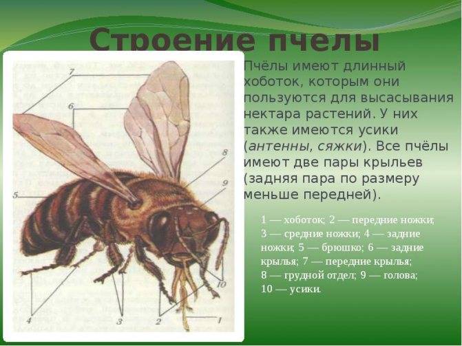Основные породы и особенности строения медоносной пчелы