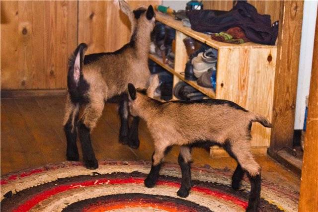 Все что стоит знать начинающему фермеру о козах чешской породы