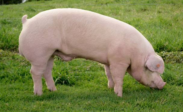 ᐉ порода свиней йоркшир: описание и характеристики - zooon.ru