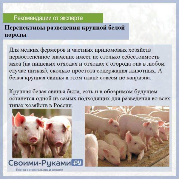 Крупная белая порода свиней • русская белая, сибирская, латвийская