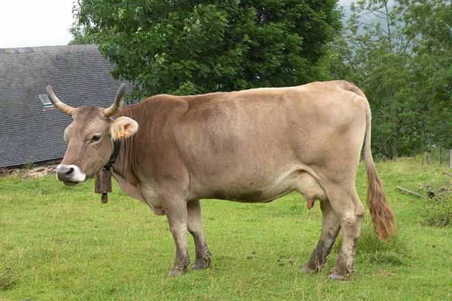 Швицкая корова: описание и характеристики породы