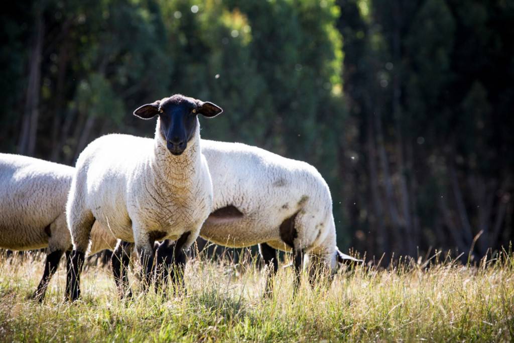 Овцы породы тексель - описание, фото и видео | россельхоз.рф