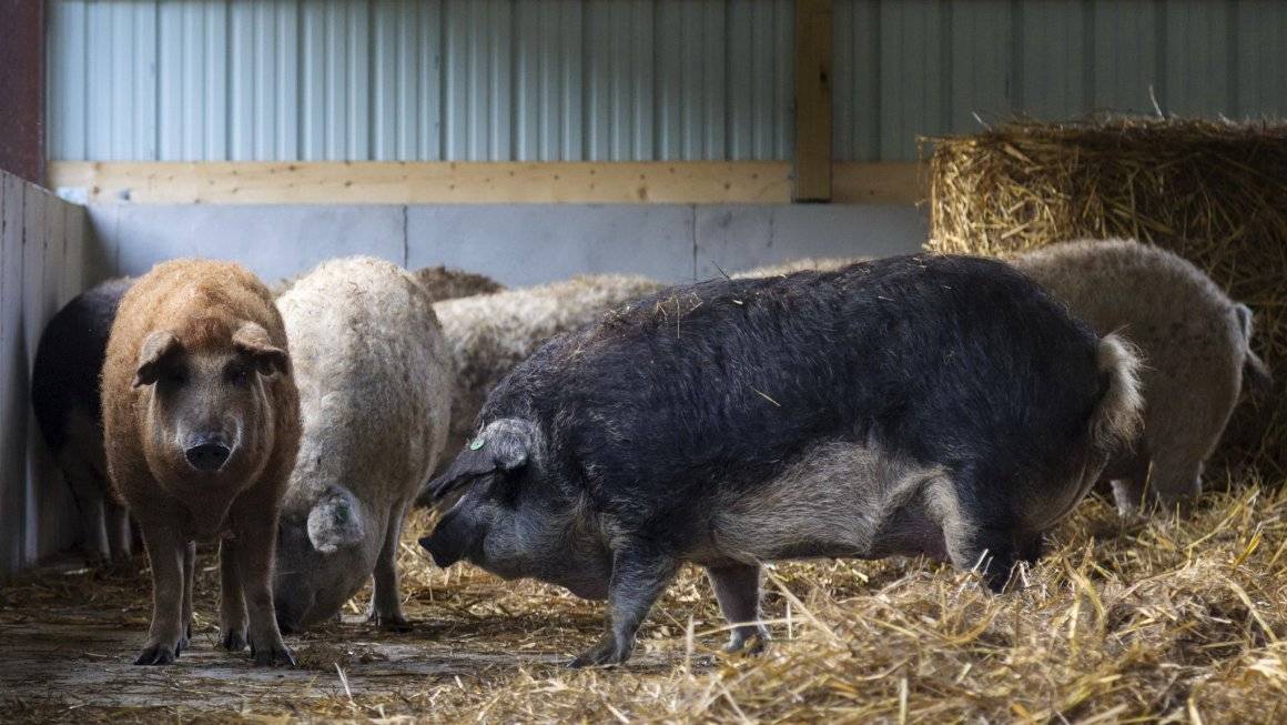 Порода свиней венгерская мангалица: описание, содержание, разведение