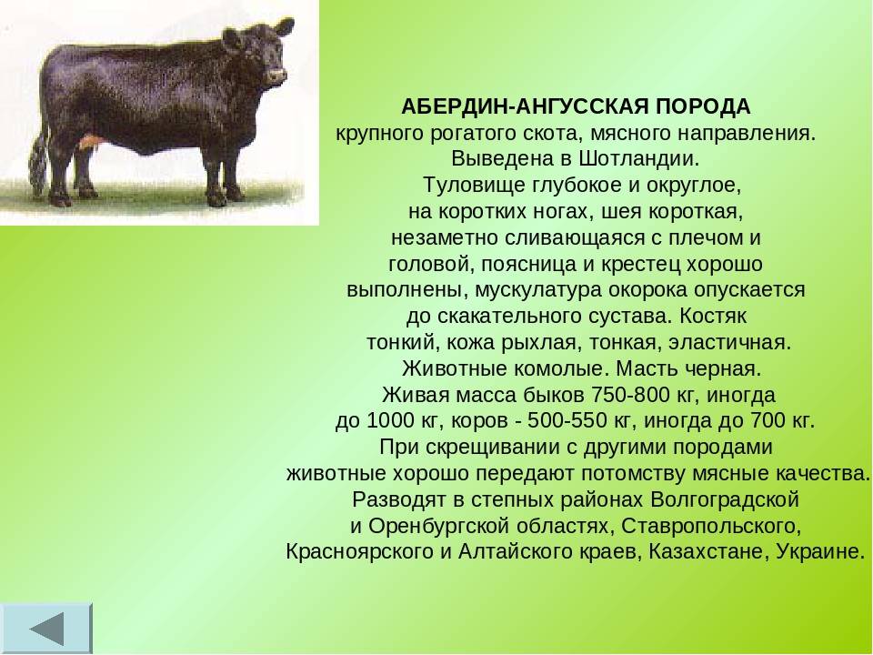 Характеристики продуктивности и достоинства Абердин-ангусской породы коров