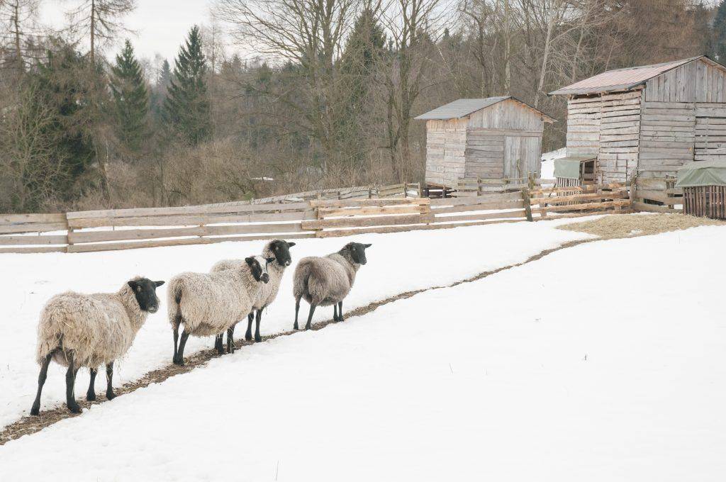 Советы по уходу, разведению и кормлению романовской породы овец