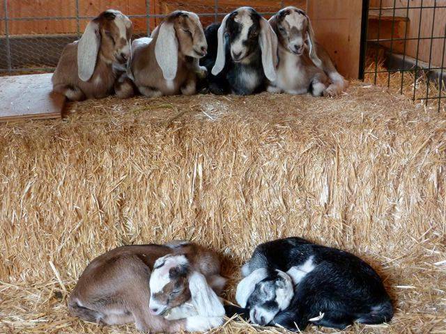 Нубийские козы: описание содержания, ухода и выращивания (90 фото)