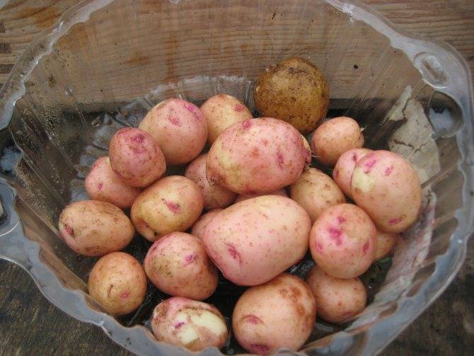 Картофель жуковский ранний – описание сорта, фото, отзывы