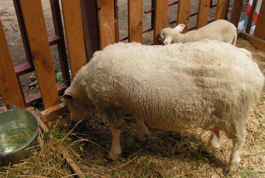 Овцы породы тексель: описание и характеристика