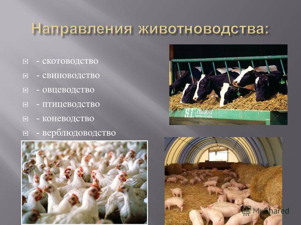 Лиеры среди кур для сезонного птицеводства. какую породу выбрать? | fermers.ru