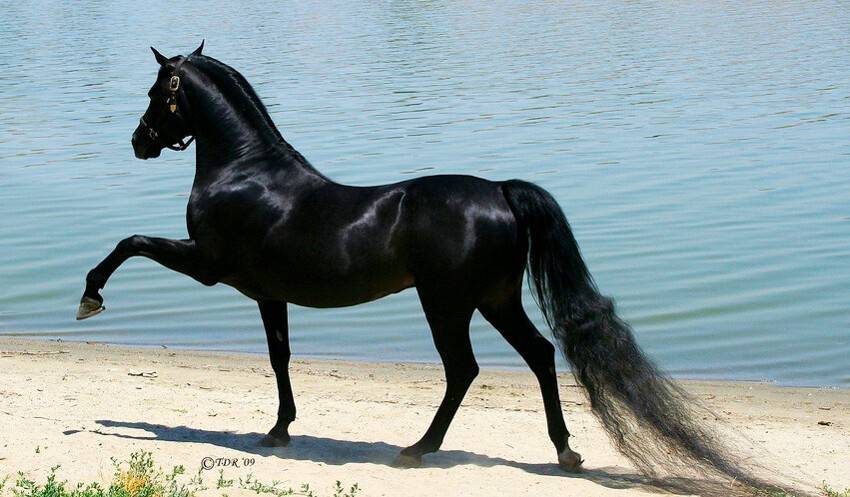 Самые дорогие породы лошадей в мире