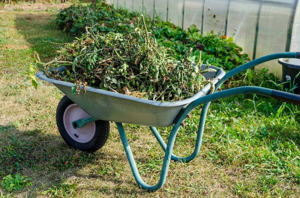 Пищевые отходы как удобрение на огороде: какие очистки полезны
пищевые отходы как удобрение на огороде: какие очистки полезны