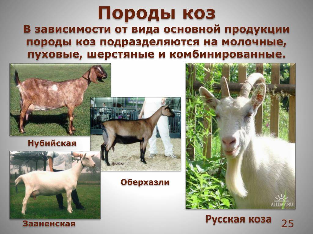 Молочные породы коз. названия, описание, уход и содержание | животный мир