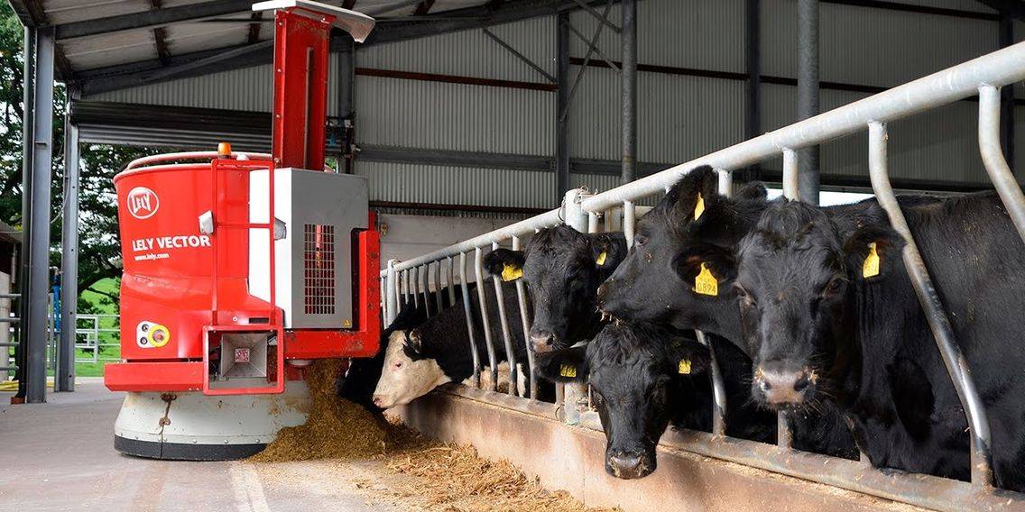 Содержание крс | технологии содержания коров