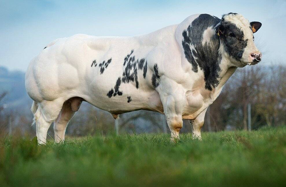 ᐉ бельгийская голубая корова: характеристики, особенности выращивания - zooon.ru