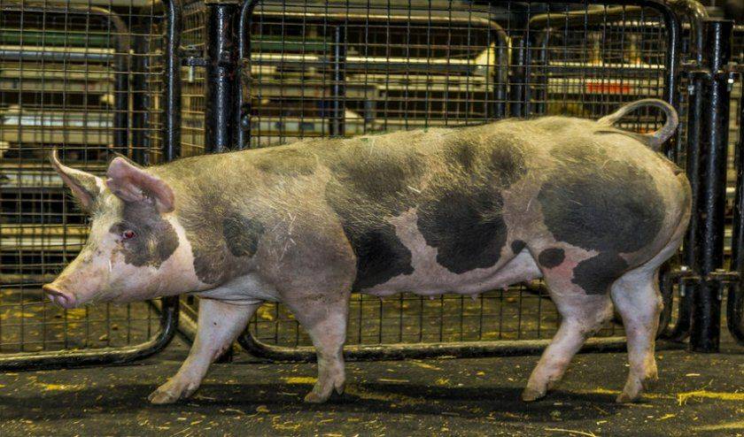 Порода свиней пьетрен: характеристика, содержание, отзывы
