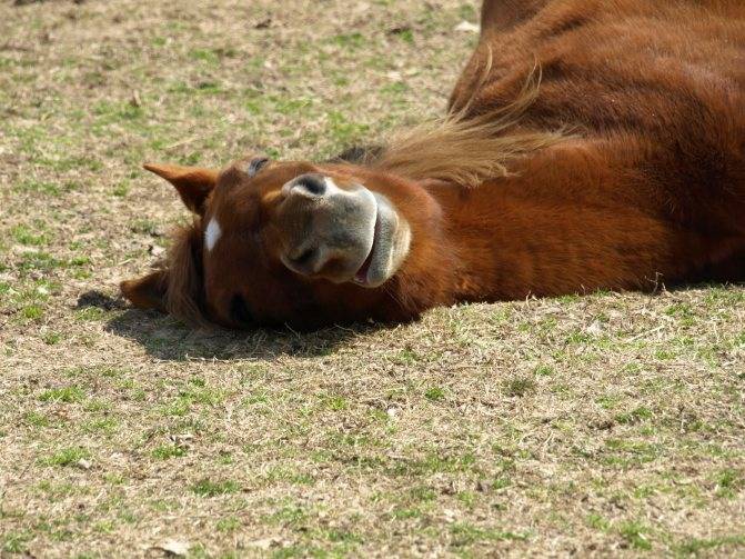 Как спят кони: наука о снах лошадей, особенности, продолжительность сна, фото
