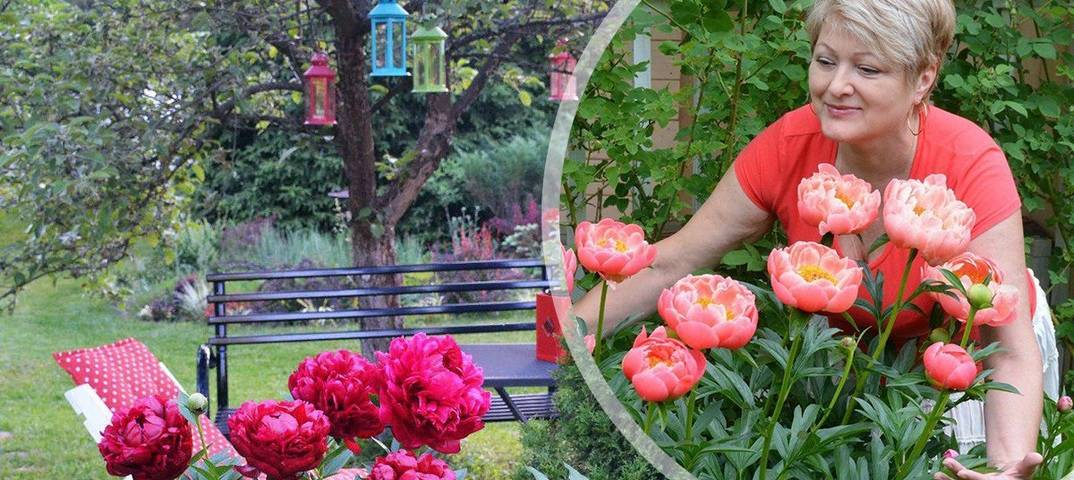 6 причин, почему не цветут пионы в саду
