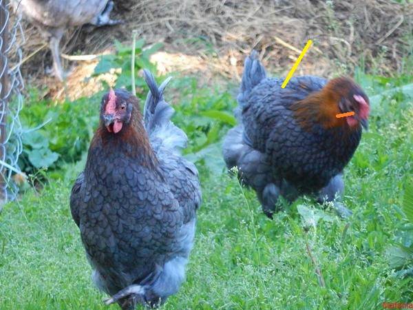 Описание породы кур маран: все окрасы петухов и куриц от черно-медных до голубых