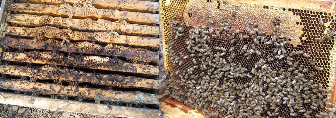 Эндовираза — пчеловодство