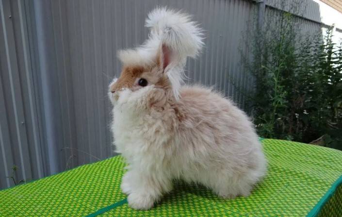 Ангорский кролик - породы пуховых кроликов, описание и особенности содержания английского кроля