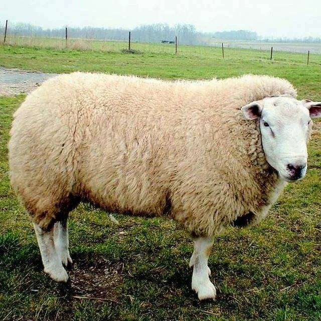 Овца породы тексель: вкусовые качества мяса, сколько шерсти можно получить - просто о технологиях