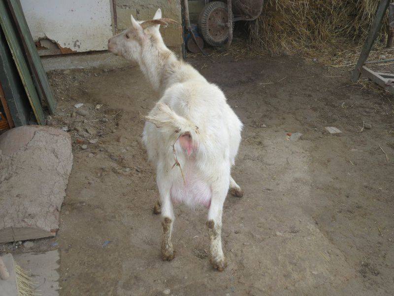 Болезни коз и козлят (причины, симптомы, лечение и профилактика) - бурская ферма