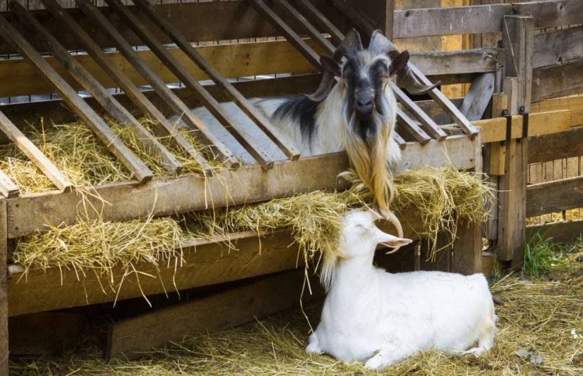 ✅ какое сено лучше для коз. заготовка сена на зиму для козы: сколько нужно и как правильно кормить - живой-сад.рф