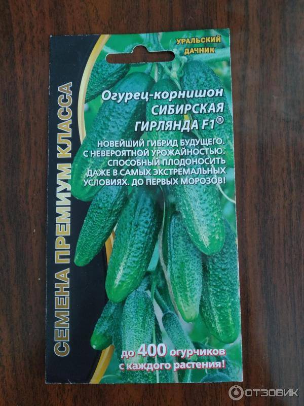 Сорт огурцов сибирская гирлянда, описание, характеристика и отзывы, а также особенности выращивания