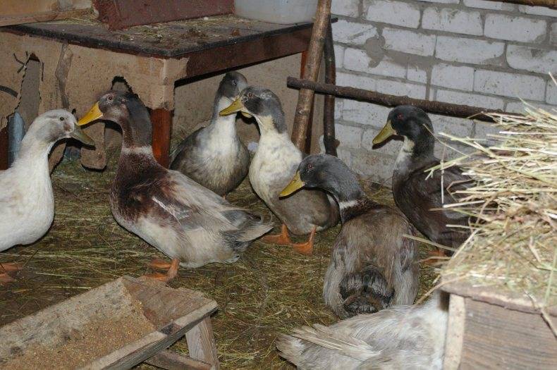 ᐉ как разводить гусей в домашних условиях: советы по содержанию - zooon.ru