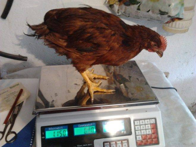 Как узнать возраст курицы несушки по внешним признакам