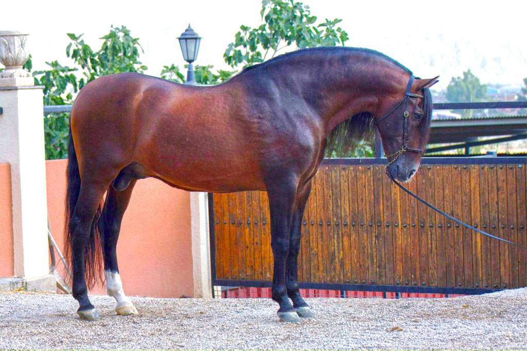 ᐉ испанская порода лошадей: описание - zooon.ru