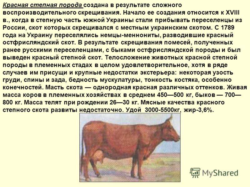 Красная порода коров