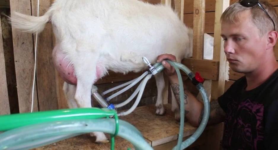 Аппарат для доения коз: обзор моделей и рекомендации по изготовлению в домашних условиях