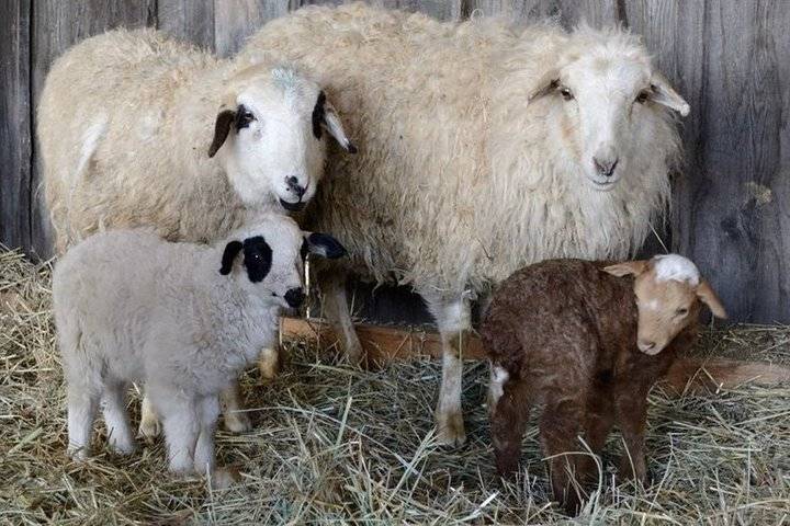 Размножение овец в домашних условиях для начинающих: репродуктивный возраст овец, методы осеменения, окот, периодичность ягнения