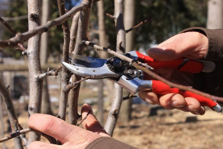 Как правильно обрезать деревья - типы обрезки и выбор сезона