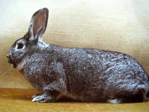 Русский горностаевый кролик: характеристика породы и особенности содержания - atkorm.ru