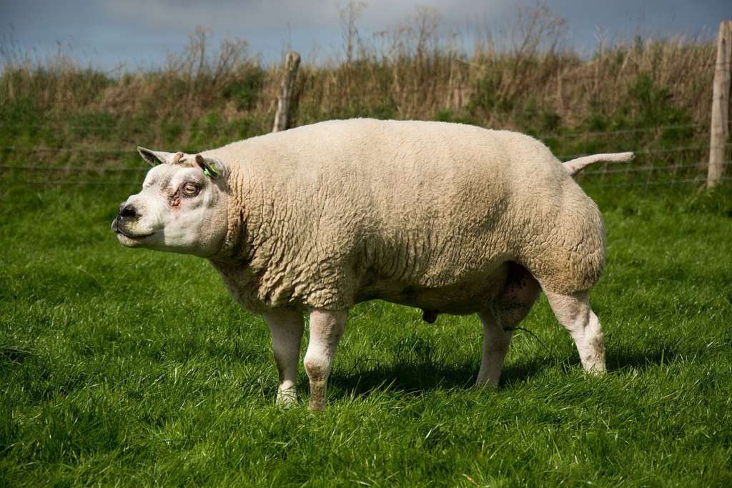 Мясная порода овец – катумы