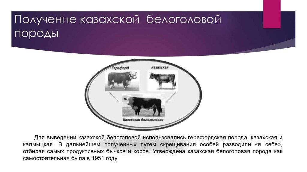 Казахская белоголовая корова – характеристика крс 2020