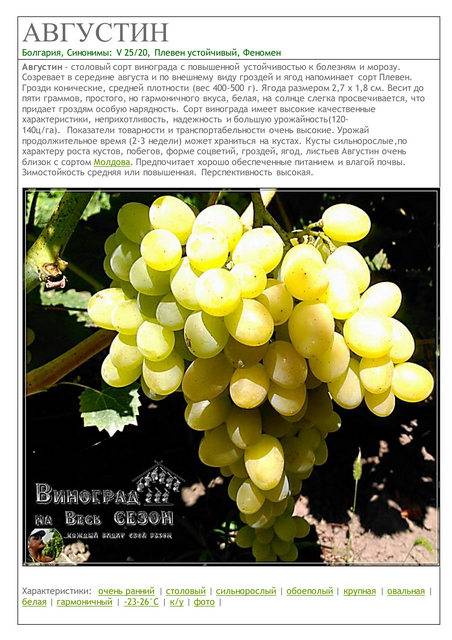 Описание сорта винограда августин