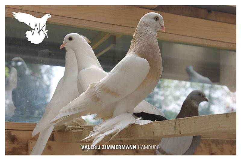 Описание турецких голубей и масти породы такла, их разведение и содержание