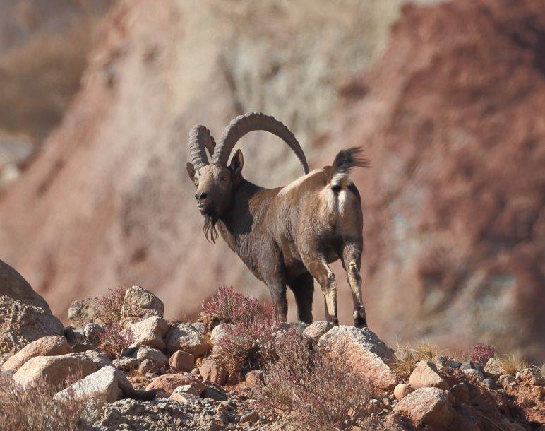 Типология, особенности, характеристика и виды горных козлов и коз