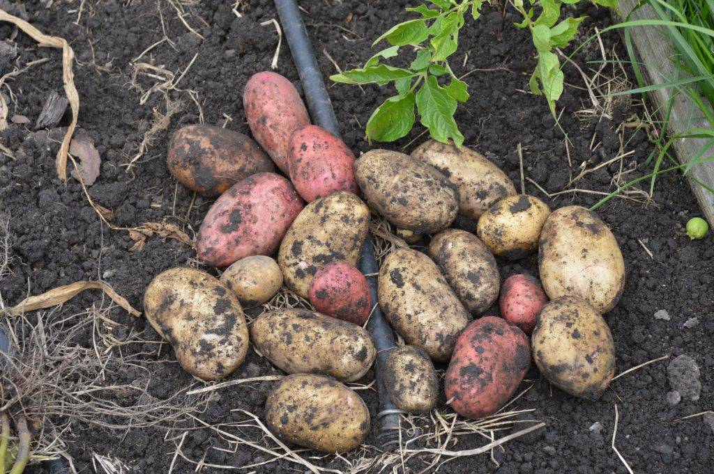 Популярный сорт картофель невский — характеристика описание фото