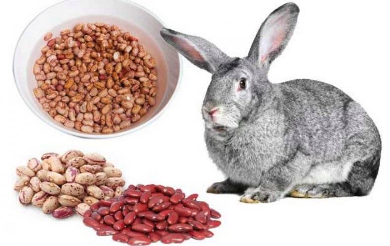 Можно ли давать кролику мышиный горошек и как правильно им кормить